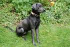 LA PAULI - männlich 1 Jahr 57 cm 20. 5 kg Labrador gechipt