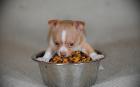 Suche chihuahua welpe